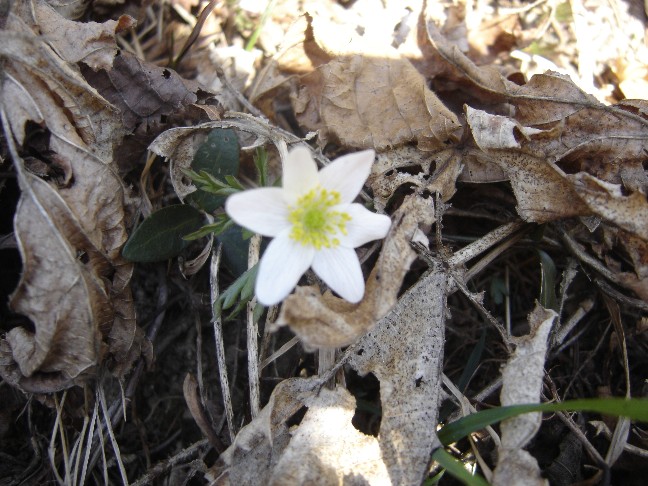 Fiori primaverili